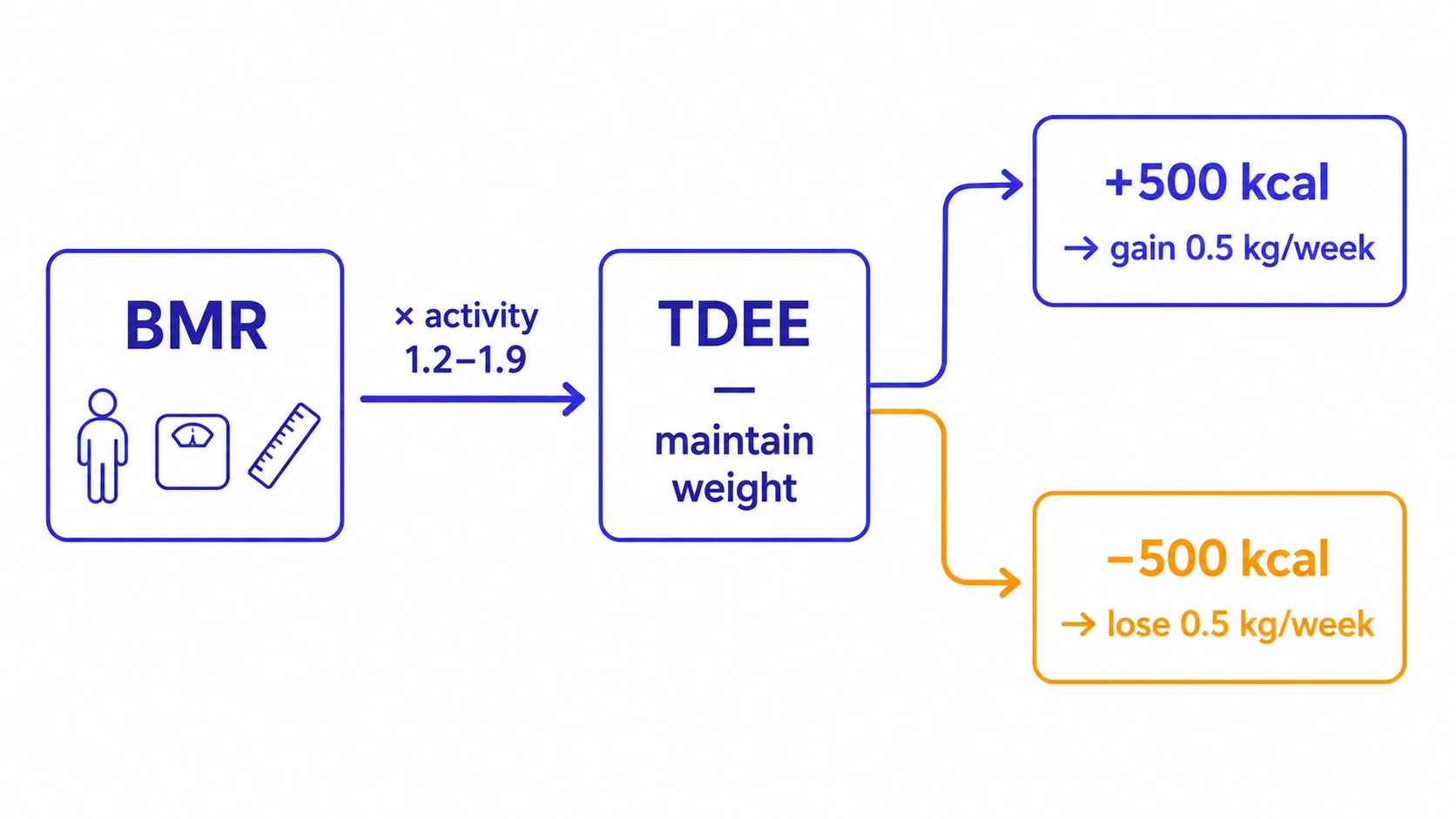 BMR to TDEE flow with calorie deficit and surplus targets — maintenance calorie calculator diagram
